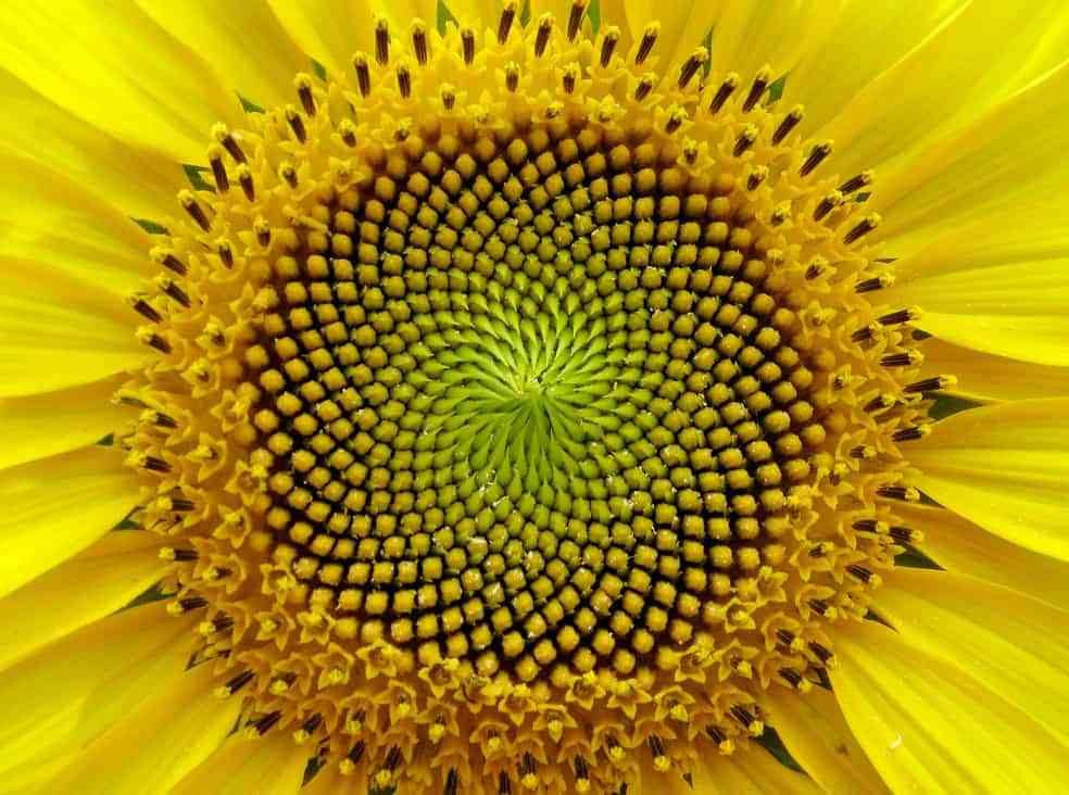 Sunflower Centered | University of Mobile